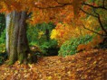 /album/naturaleza/bosque-de-colores-1024x768-1-jpg/